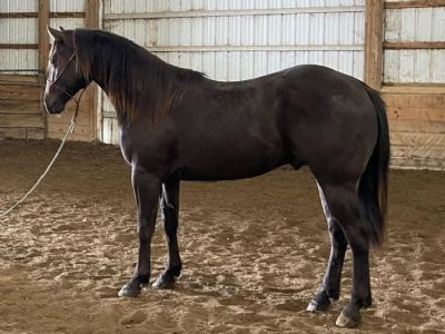 My Bluestem Drift JW <BR> AQHA 6223519